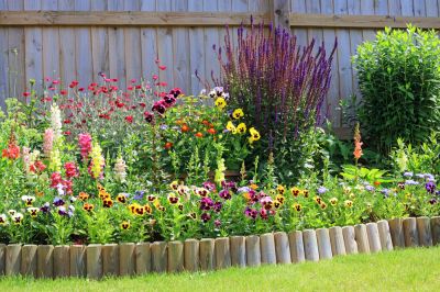 Perennials Are Great For The Environment, Encouraging Pollinators Like Bees and Butterflies
