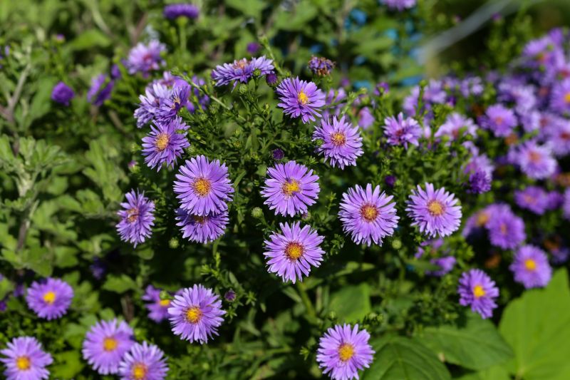 Perennial Planting