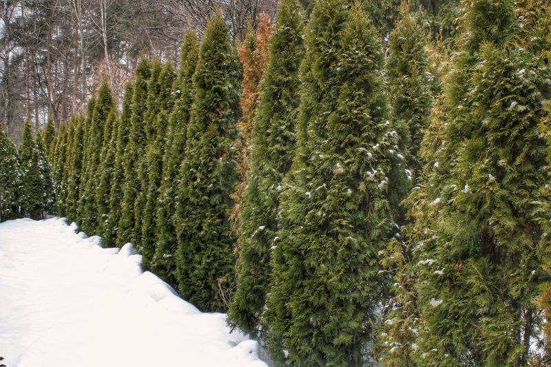 Evergreen Perennial Foliage