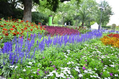 Get Professional Planting To Ensure They Grow Healthy