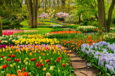 Perennials Add Incredible Aesthetic Appeal To Any Garden